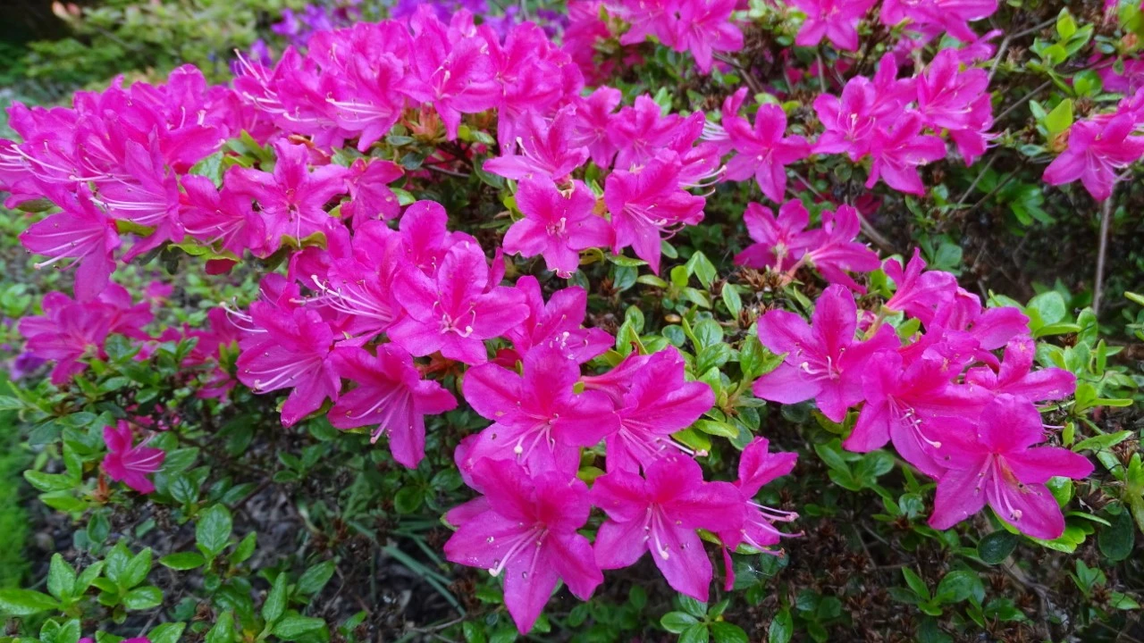 'Kermesinum'